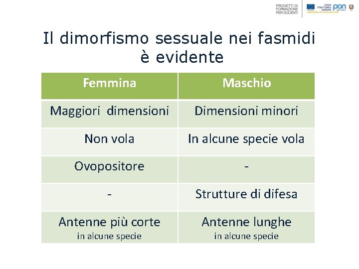 Il dimorfismo sessuale nei fasmidi è evidente Femmina Maschio Maggiori dimensioni Dimensioni minori Non