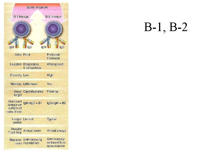 Immunology 5 Cells and organs of specific immunity