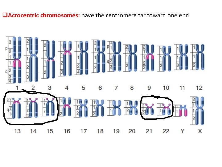 q. Acrocentric chromosomes: have the centromere far toward one end 