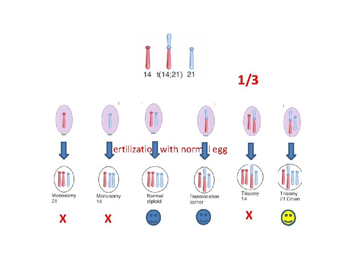 1/3 Fertilization with normal egg X X X 