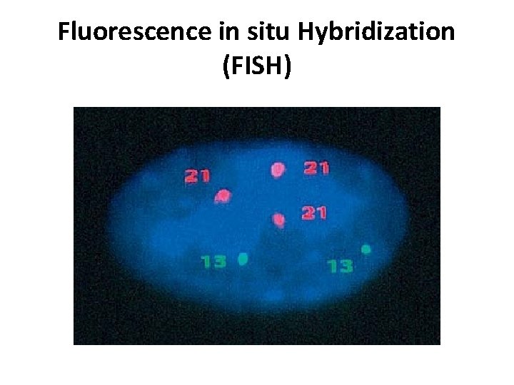 Fluorescence in situ Hybridization (FISH) 