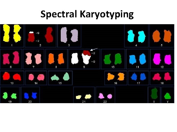 Spectral Karyotyping 