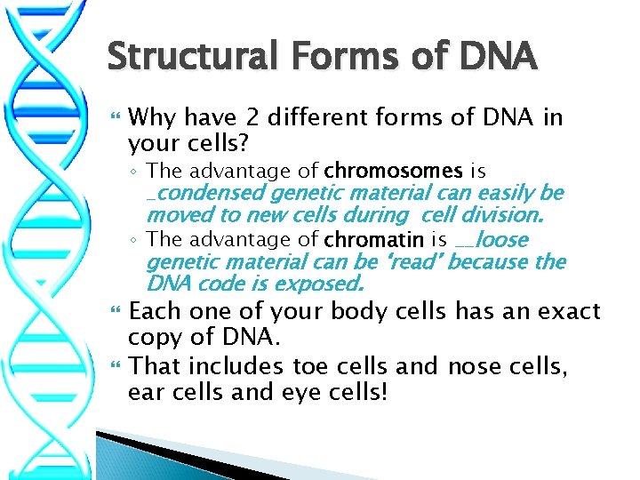 Structural Forms of DNA Why have 2 different forms of DNA in your cells?