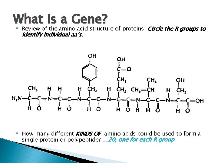 What is a Gene? Review of the amino acid structure of proteins: Circle the