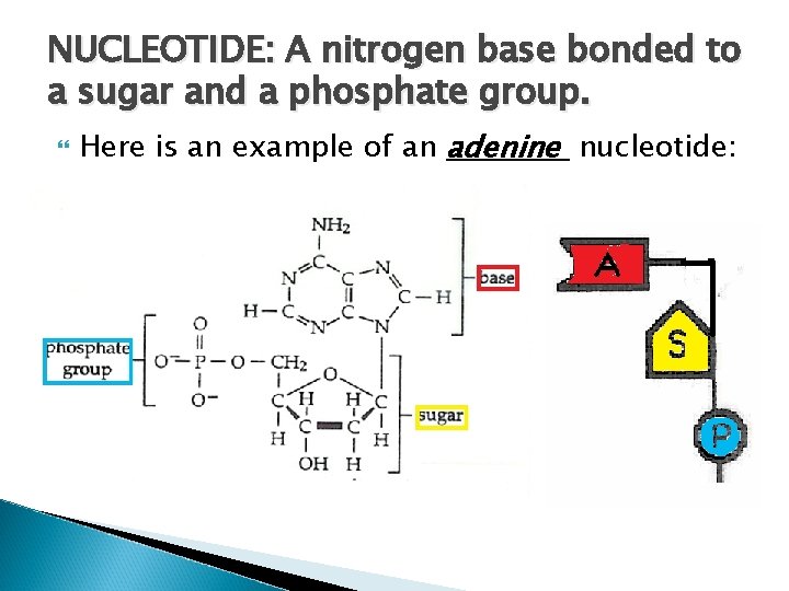 NUCLEOTIDE: A nitrogen base bonded to a sugar and a phosphate group. Here is