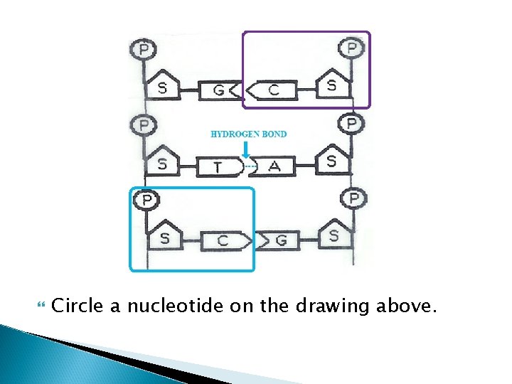  Circle a nucleotide on the drawing above. 