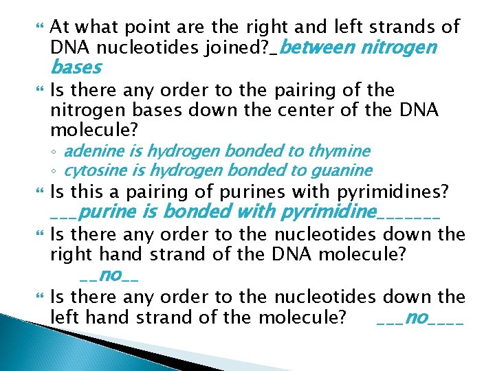  At what point are the right and left strands of DNA nucleotides joined?
