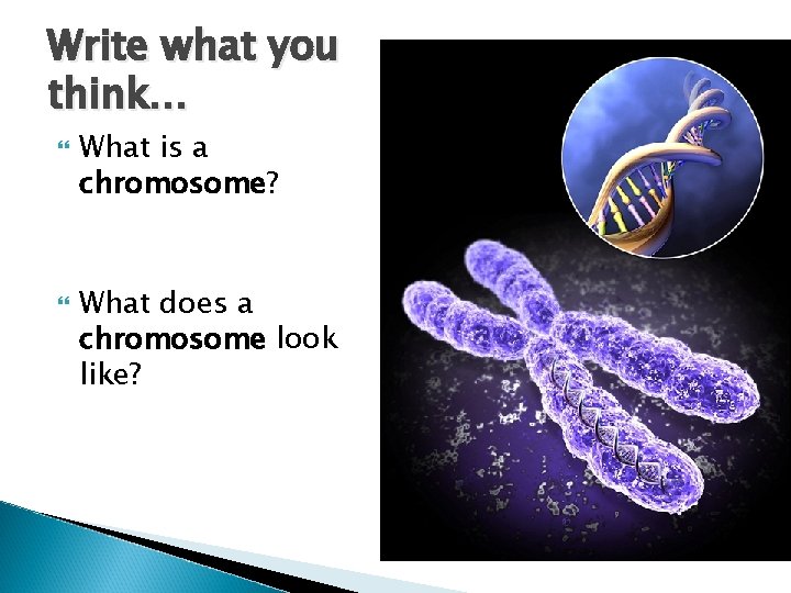 Write what you think… What is a chromosome? What does a chromosome look like?