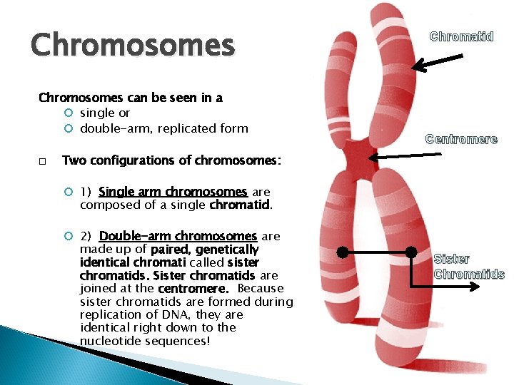 Chromosomes can be seen in a single or double-arm, replicated form Chromatid Centromere Two