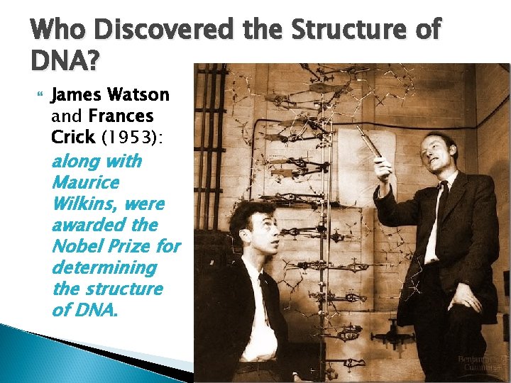 Who Discovered the Structure of DNA? James Watson and Frances Crick (1953): along with