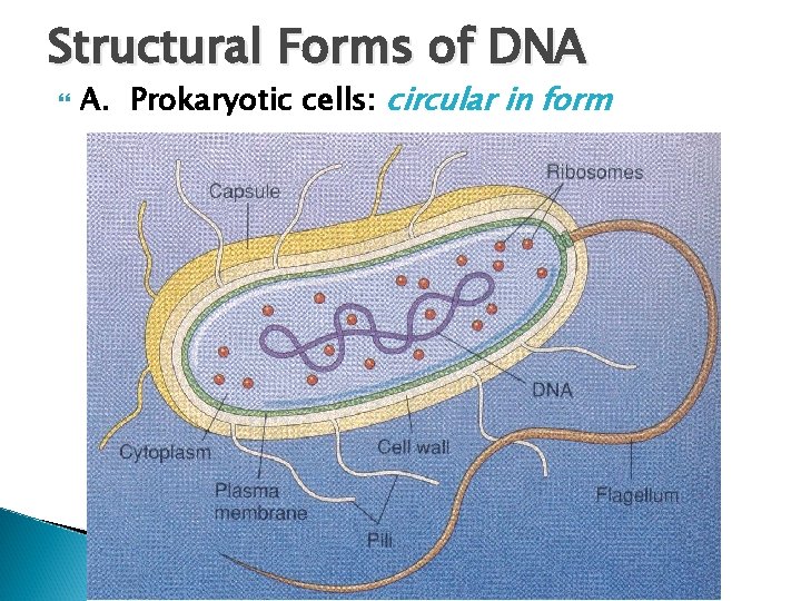 Structural Forms of DNA A. Prokaryotic cells: circular in form 
