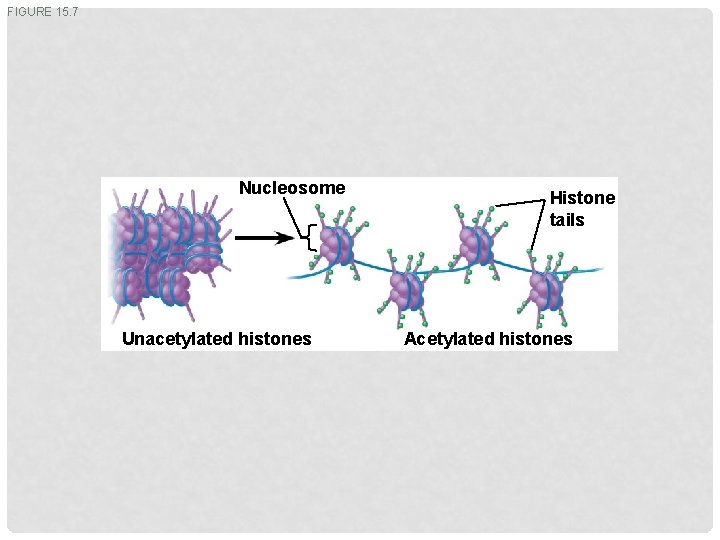 FIGURE 15. 7 Nucleosome Unacetylated histones Histone tails Acetylated histones 