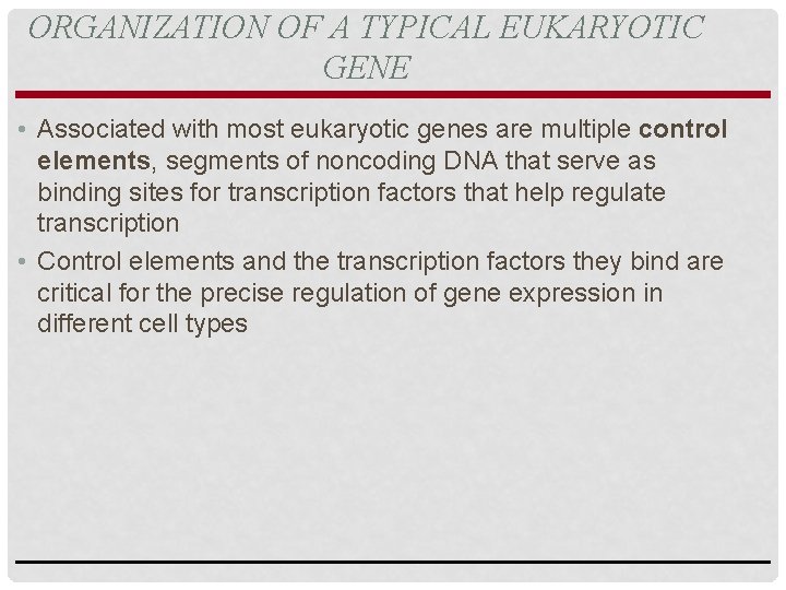 ORGANIZATION OF A TYPICAL EUKARYOTIC GENE • Associated with most eukaryotic genes are multiple