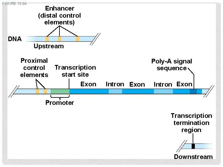 FIGURE 15. 8 A DNA Enhancer (distal control elements) Upstream Proximal control Transcription start