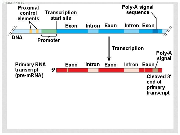 FIGURE 15. 8 B-2 Proximal control elements Transcription start site Exon DNA Poly-A signal