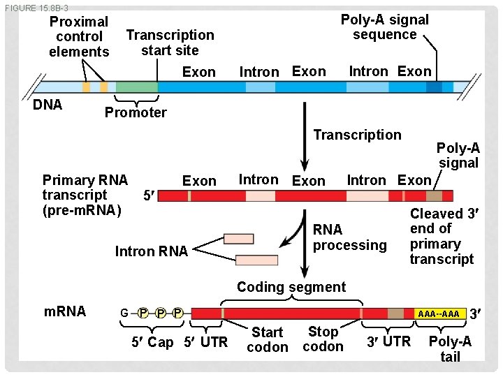 FIGURE 15. 8 B-3 Proximal control elements Transcription start site Exon DNA Poly-A signal