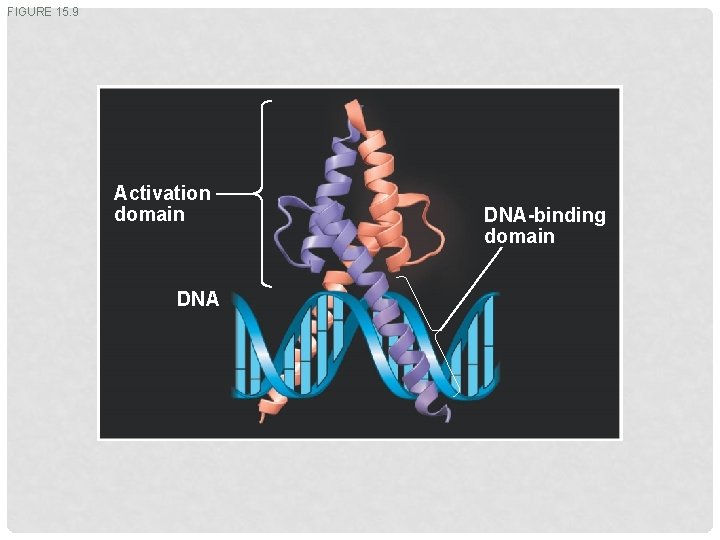 FIGURE 15. 9 Activation domain DNA-binding domain 