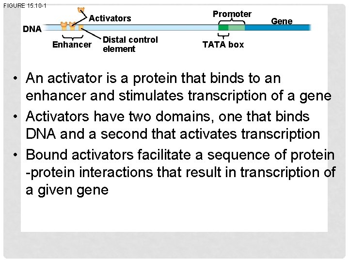 FIGURE 15. 10 -1 Activators Promoter DNA Enhancer Distal control element Gene TATA box