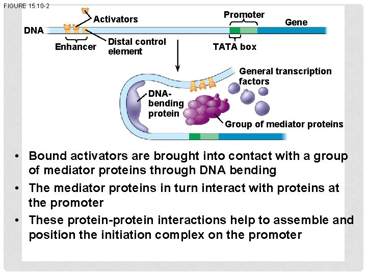 FIGURE 15. 10 -2 Promoter Activators DNA Enhancer Distal control element Gene TATA box