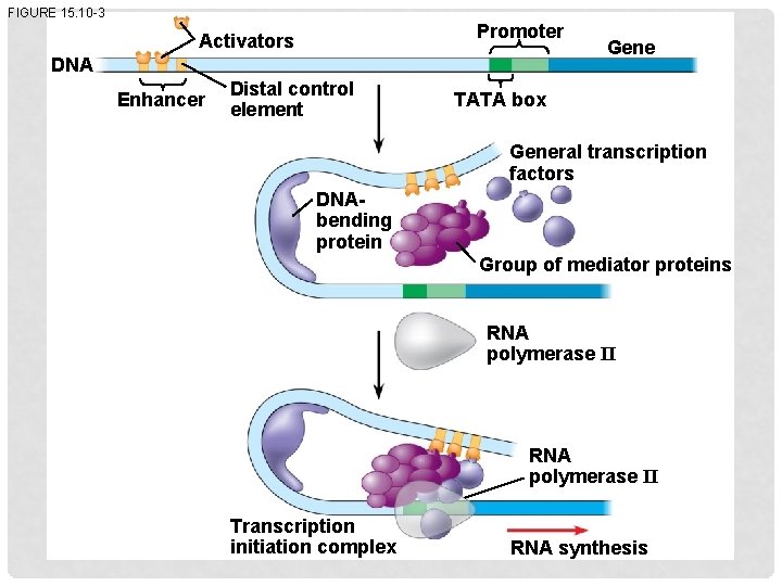 FIGURE 15. 10 -3 Promoter Activators DNA Enhancer Distal control element Gene TATA box