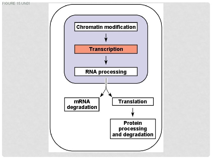 FIGURE 15. UN 01 Chromatin modification Transcription RNA processing m. RNA degradation Translation Protein