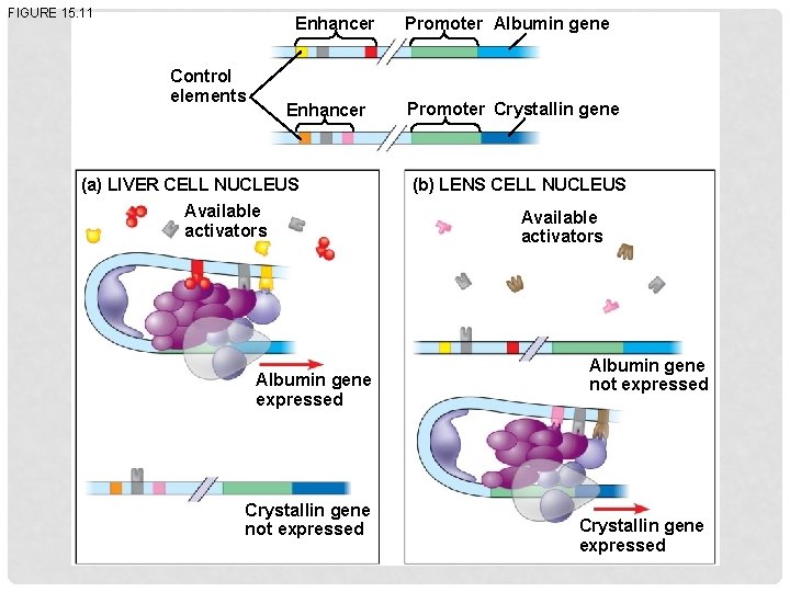 FIGURE 15. 11 Enhancer Control elements Enhancer (a) LIVER CELL NUCLEUS Available activators Albumin