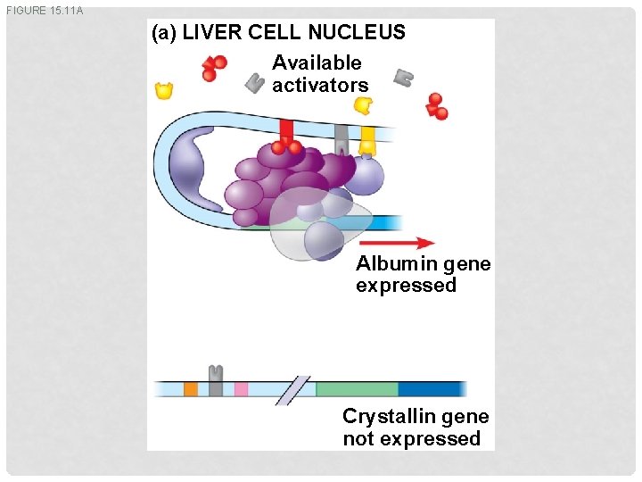 FIGURE 15. 11 A (a) LIVER CELL NUCLEUS Available activators Albumin gene expressed Crystallin