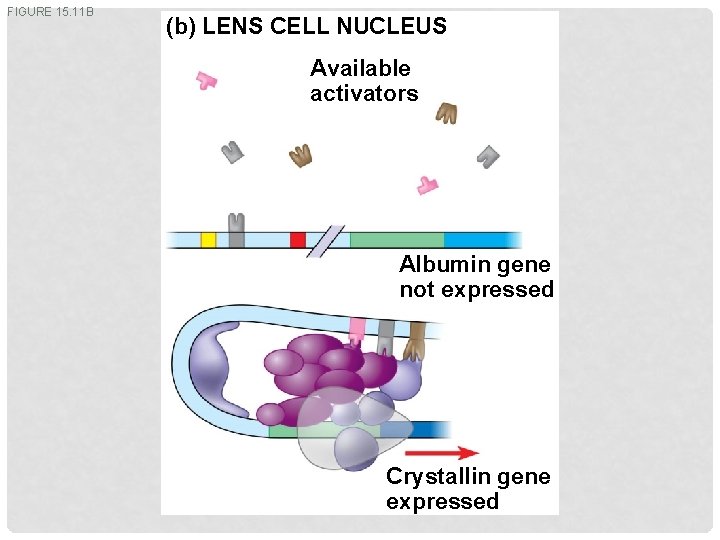 FIGURE 15. 11 B (b) LENS CELL NUCLEUS Available activators Albumin gene not expressed