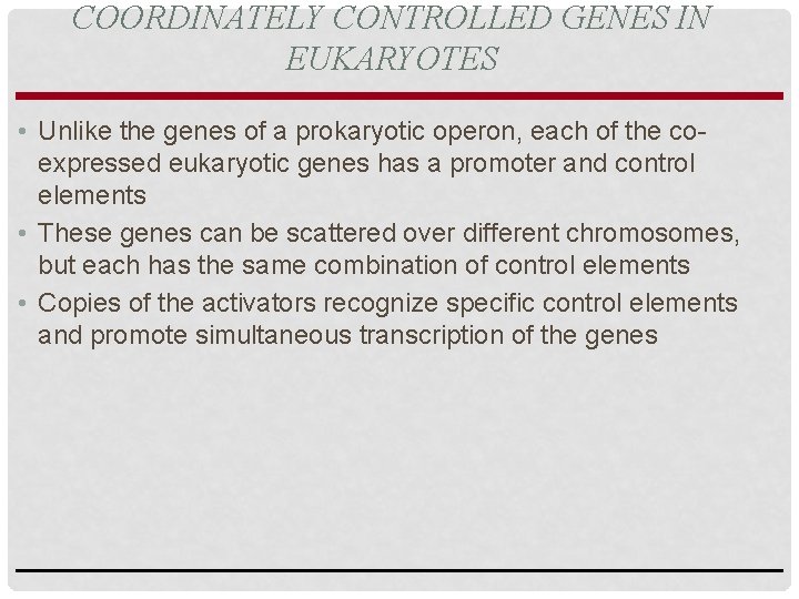 COORDINATELY CONTROLLED GENES IN EUKARYOTES • Unlike the genes of a prokaryotic operon, each