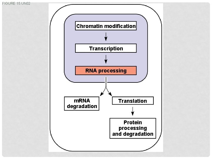 FIGURE 15. UN 02 Chromatin modification Transcription RNA processing m. RNA degradation Translation Protein