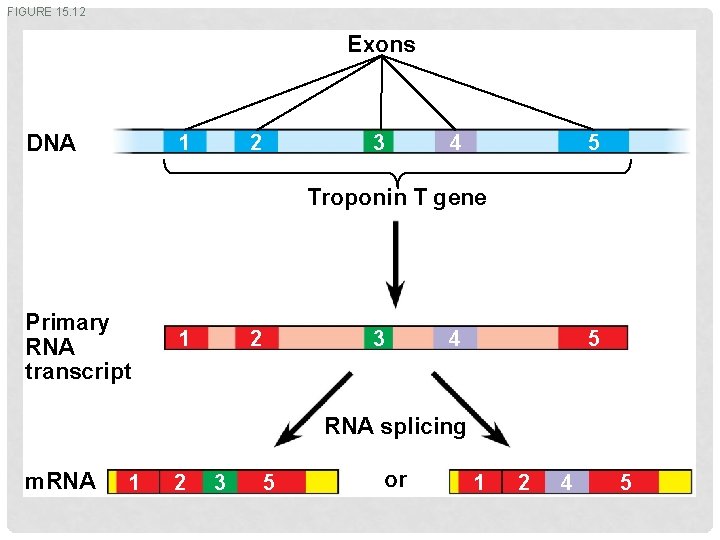 FIGURE 15. 12 Exons DNA 2 1 3 5 4 Troponin T gene Primary