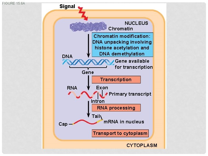 FIGURE 15. 6 A Signal NUCLEUS Chromatin DNA Chromatin modification: DNA unpacking involving histone