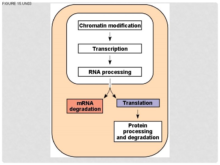 FIGURE 15. UN 03 Chromatin modification Transcription RNA processing m. RNA degradation Translation Protein