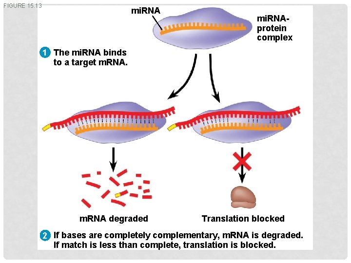 FIGURE 15. 13 mi. RNAprotein complex 1 The mi. RNA binds to a target