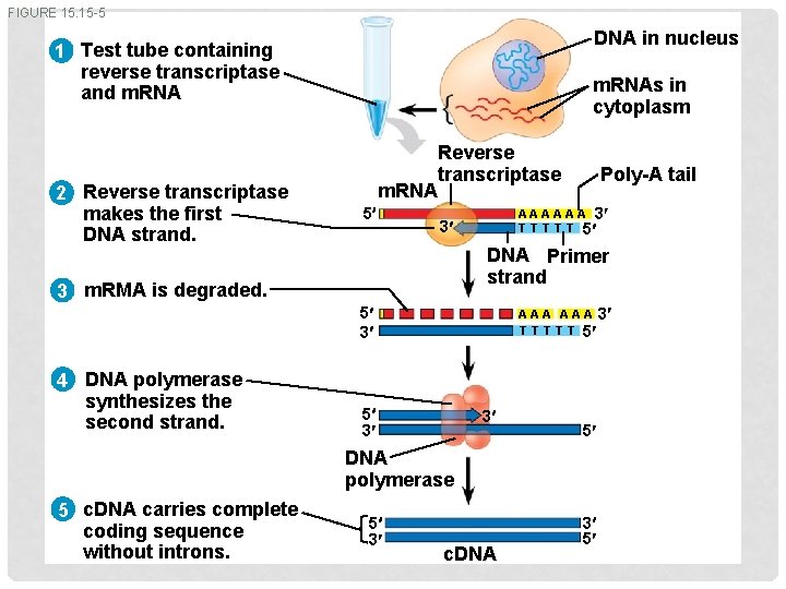 FIGURE 15. 15 -5 DNA in nucleus 1 Test tube containing reverse transcriptase and