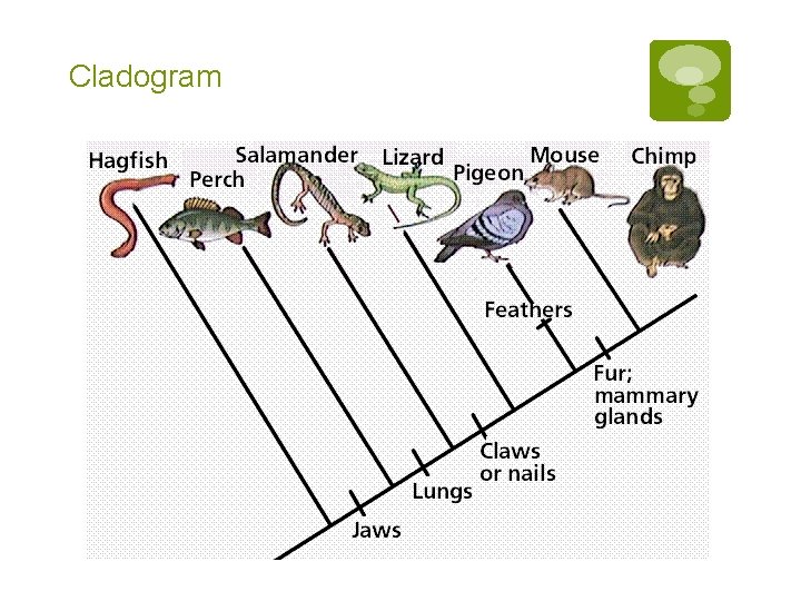 Cladogram 