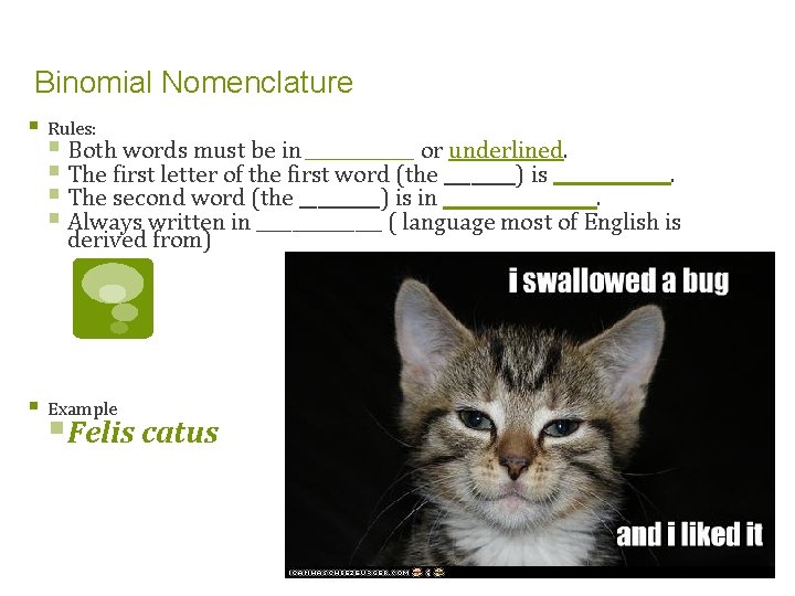 Binomial Nomenclature § Rules: § Both words must be in ______ or underlined. §