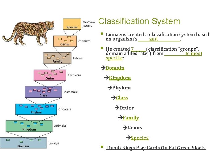 Classification System § Linnaeus created a classification system based on organism’s _____ and ______.