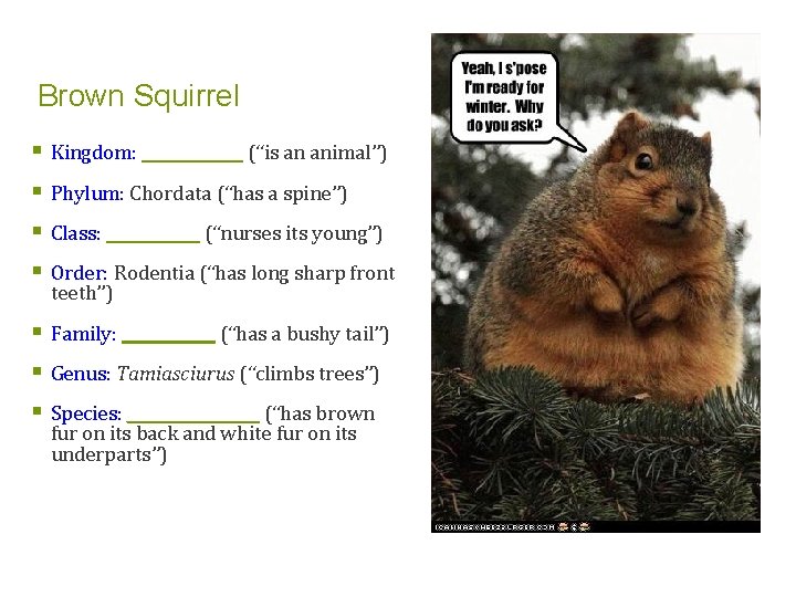 Brown Squirrel § Kingdom: _______ (“is an animal”) § Phylum: Chordata (“has a spine”)