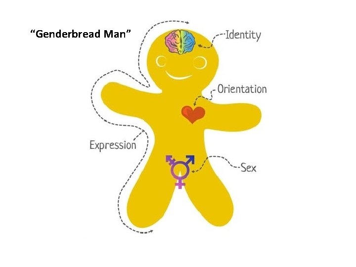 “Genderbread Man” 