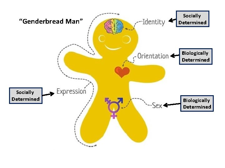 “Genderbread Man” Socially Determined Biologically Determined 