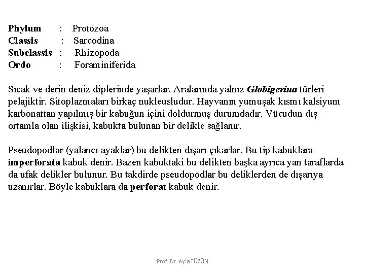 Phylum Classis Subclassis Ordo : Protozoa : Sarcodina : Rhizopoda : Foraminiferida Sıcak ve