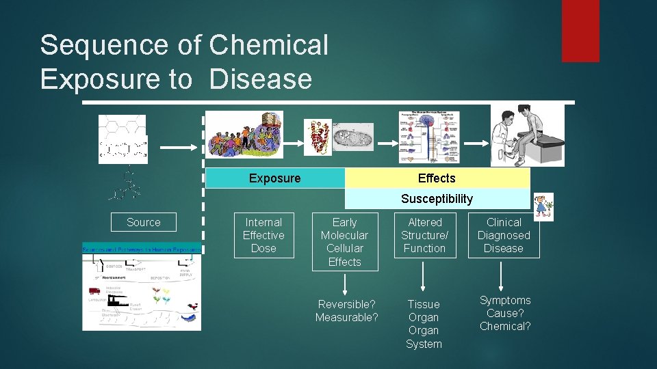 Sequence of Chemical Exposure to Disease Exposure Effects Susceptibility Source Internal Effective Dose Early