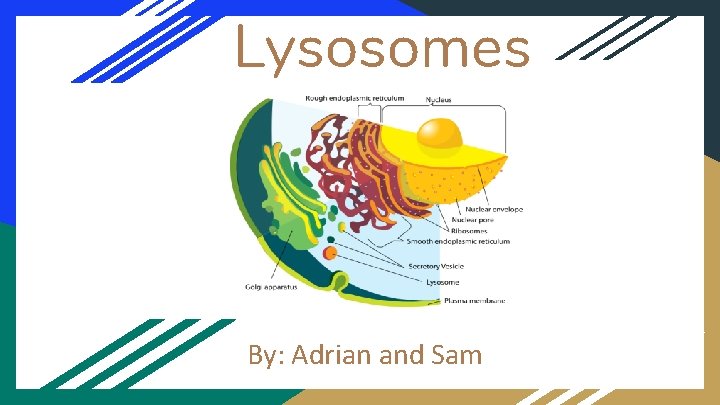 Lysosomes By: Adrian and Sam 