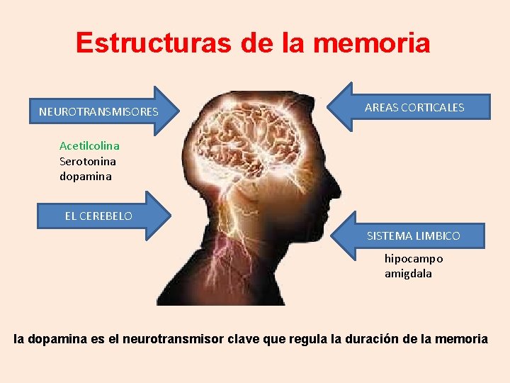 Estructuras de la memoria NEUROTRANSMISORES AREAS CORTICALES Acetilcolina Serotonina dopamina EL CEREBELO SISTEMA LIMBICO Estructuras de la memoria NEUROTRANSMISORES AREAS CORTICALES Acetilcolina Serotonina dopamina EL CEREBELO SISTEMA LIMBICO