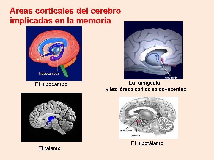 Areas corticales del cerebro implicadas en la memoria El hipocampo El tálamo La amígdala Areas corticales del cerebro implicadas en la memoria El hipocampo El tálamo La amígdala