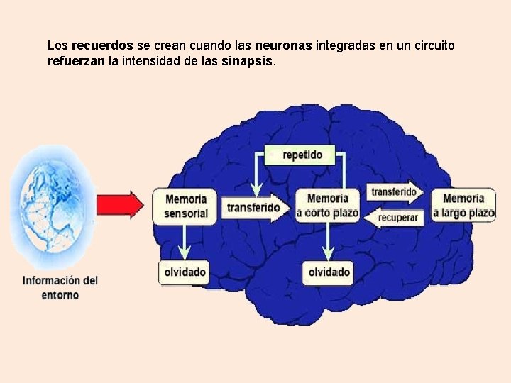 Los recuerdos se crean cuando las neuronas integradas en un circuito refuerzan la intensidad Los recuerdos se crean cuando las neuronas integradas en un circuito refuerzan la intensidad