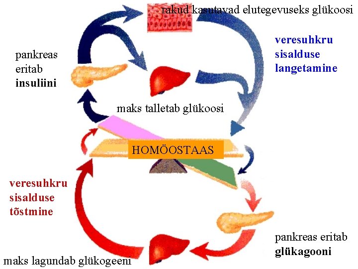 rakud kasutavad elutegevuseks glükoosi veresuhkru sisalduse langetamine pankreas eritab insuliini maks talletab glükoosi HOMÖOSTAAS