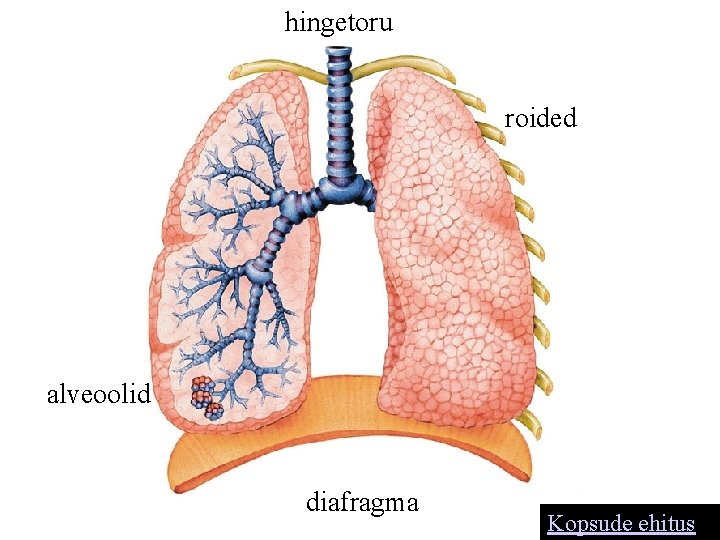 hingetoru roided alveoolid diafragma Kopsude ehitus 