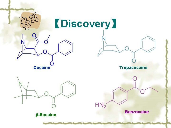 【Discovery】 Cocaine β-Eucaine Tropacocaine Benzocaine 
